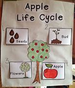 Image result for Apple Tree Life Cycle Printable for Preschool