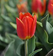 Image result for Tulipa Duc van Tol Cocchineal