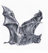 Image result for Realistic Bat Human