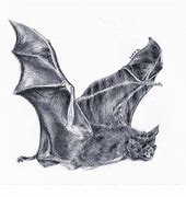 Image result for White Charcoal Bat Drawing