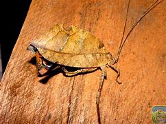 Image result for Dead Leaf Katydid