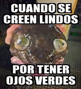 Image result for Gato Feo Con Ojos Verdes Meme