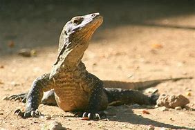 Image result for Baby Komodo