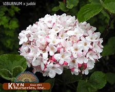 Image result for Viburnum carlesii juddii
