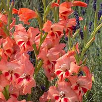 Image result for Gladiolus tubergenii Charming Lady