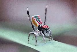 Image result for Bug Toy Spider