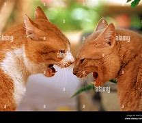 Image result for 2 Cats Fighting