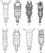 Image result for Dragon Isopods