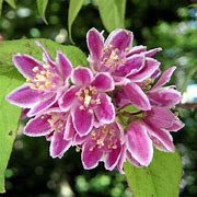 Deutzia hybrida Perle Rose-க்கான படிம முடிவு