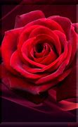 Image result for Rose Wallpaper Cloge iPhone