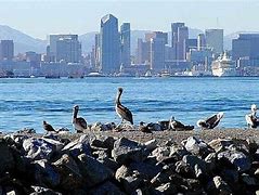Image result for Most Livable Cities Birds See Animation