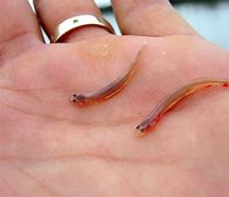 Image result for Crow Can Hook Worm