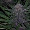 Image result for Biggest Marijuana Bud Ever