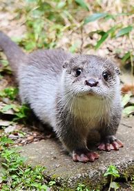Image result for Pink and Purple Otter