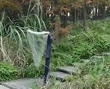 Image result for Real Life Invisible Predator