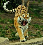 Image result for Angry White Tiger Attack