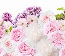 Image result for pink peony wallpaper