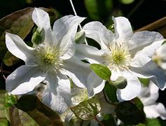 Image result for Clematis Yukikomachi