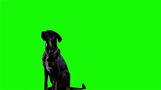 Image result for Greenscreen Dog Carriear