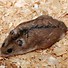Image result for Chinese Dwarf Hamster Black