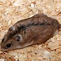 Image result for Chinese Dwarf Hamster