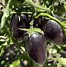 Image result for Grape Tomato Seeds