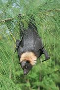 Image result for Fruit Bat Species