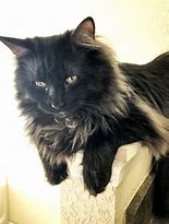 Image result for Black Cat Fluffy Huge Eyes