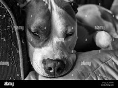 Image result for American Staffordshire Terrier Pit Bull
