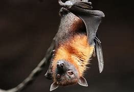 Image result for Real Bat Wings
