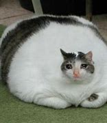 Image result for Sad Fat Cat Meme