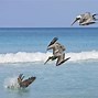 Image result for Pelican in Water