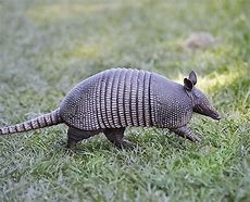 Image result for Rainforest Armadillo