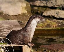 Image result for Photos of Sea Otters