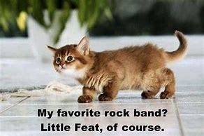 Image result for Kitten You Rock Meme