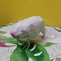 Image result for Domestic Pig 3D Papercraft