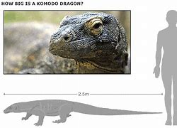Image result for Komodo Dragon Human