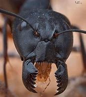 Image result for Giant Soldier Ant