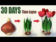 Image result for Tulip Bulbs from Netherlands
