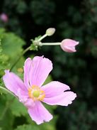 Image result for Anemone hupehensis Crispa