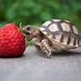 Image result for Cute Animals Eating Food
