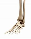Image result for Two Human Feet