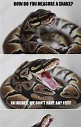 Image result for Cool Snake Memes