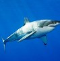 Image result for All the Sharks Types