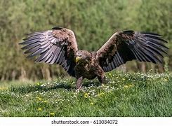 Image result for 160 Cm Wingspan