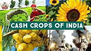 Image result for Examples of Cash Crops