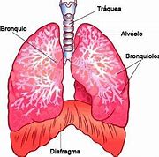 Image result for bronquiolo