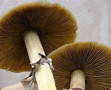 Image result for Mucci Spores Ape Cubensis