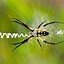 Image result for Large Michigan Spiders