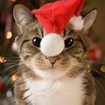 Image result for Soom Cats